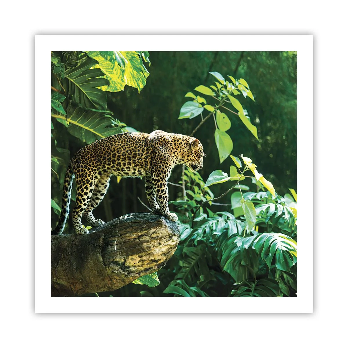 Plagát - Na lov? - 60x60 cm