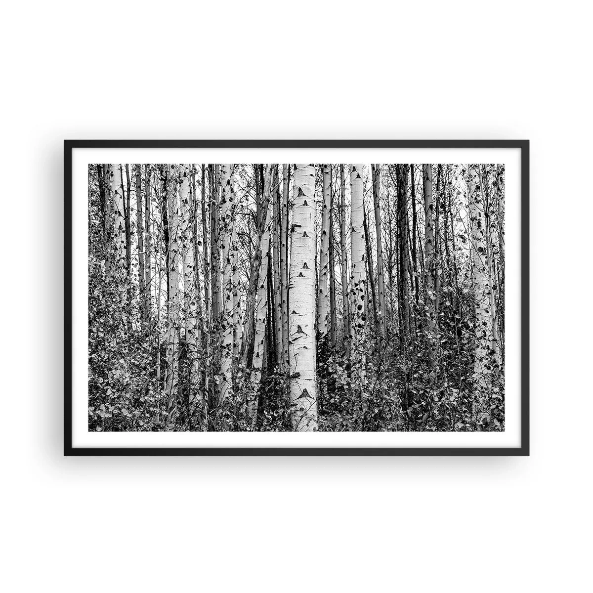 Plagát v čiernom ráme - Brezová kolonáda - 91x61 cm