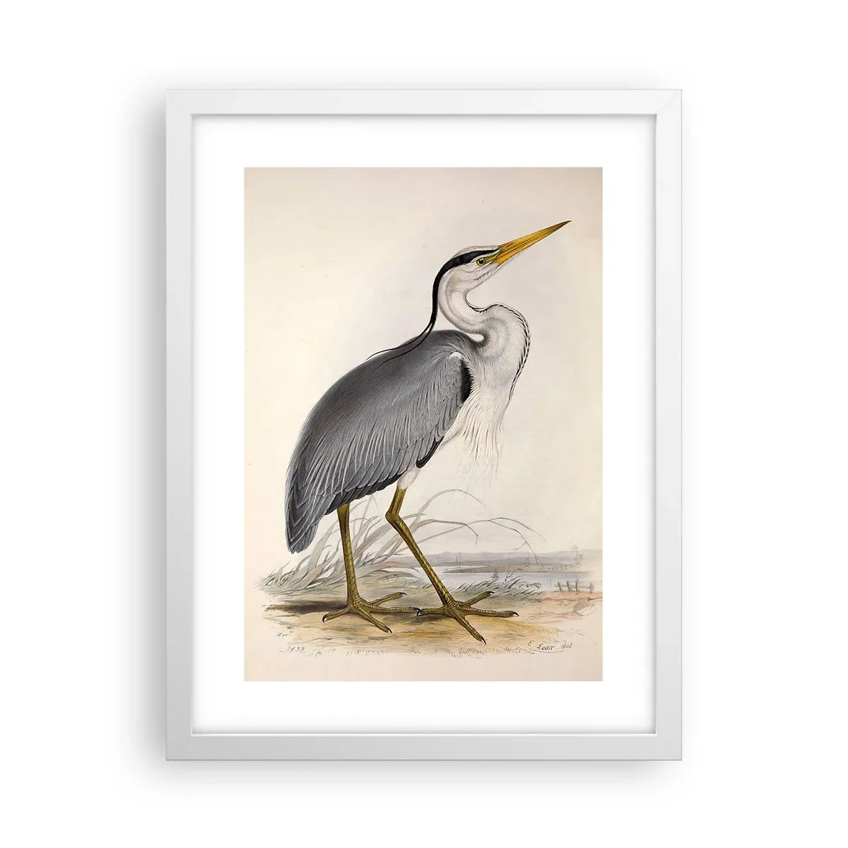 Plagát v bielom ráme - Pôvab volavky - 30x40 cm