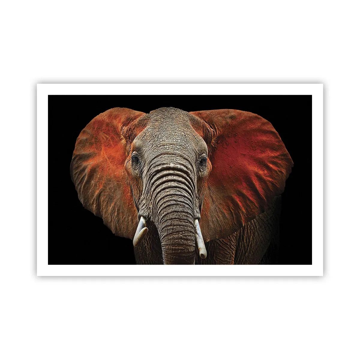 Plagát - Som divoký, a ty? - 91x61 cm