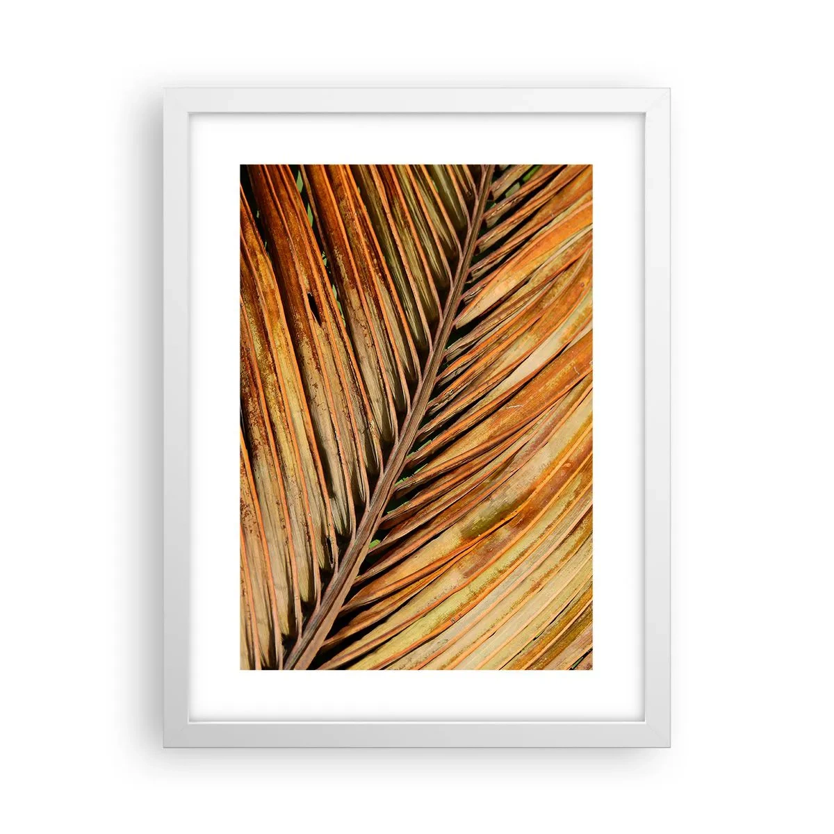 Plagát v bielom ráme - Kokosové zlato - 30x40 cm
