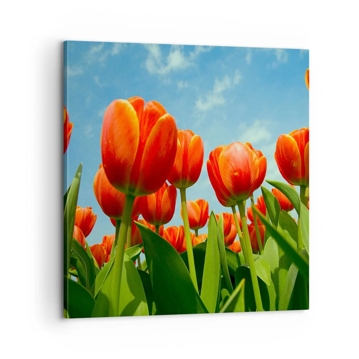 Obraz na plátne - Okrem blankytného neba nič v živote nepotrebujú - 60x60 cm