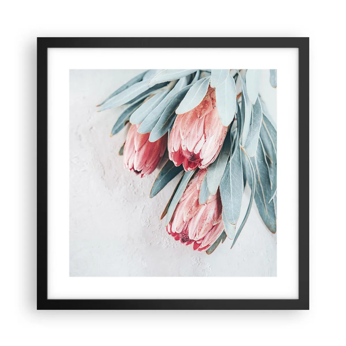 Plagát v čiernom ráme - Zahanbené svojou vlastnou krásou - 40x40 cm