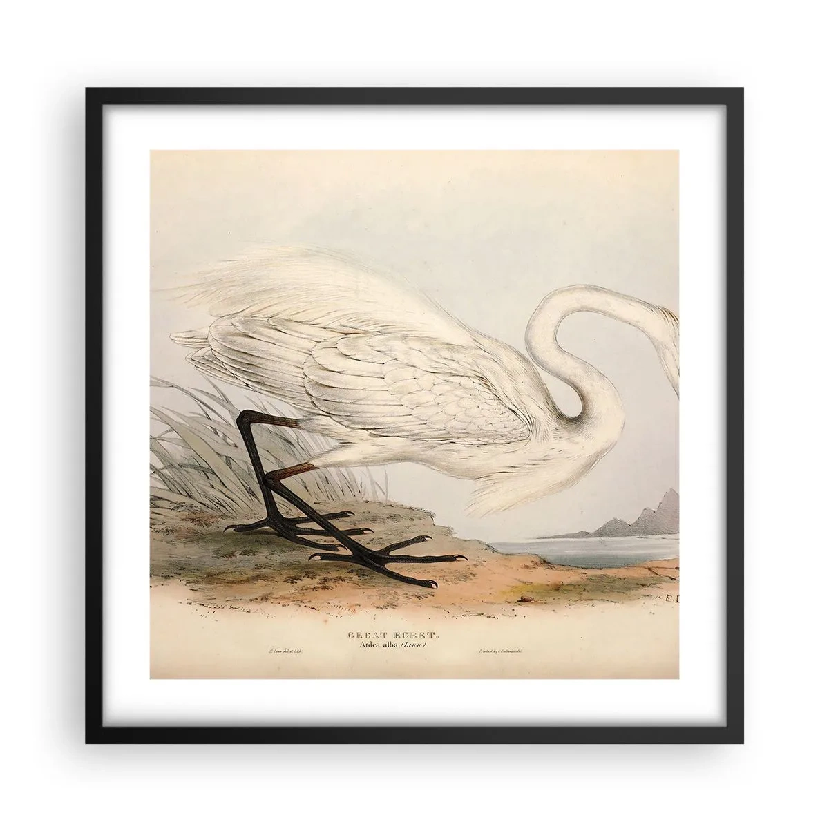 Plagát v čiernom ráme - Pani rákosín - 50x50 cm