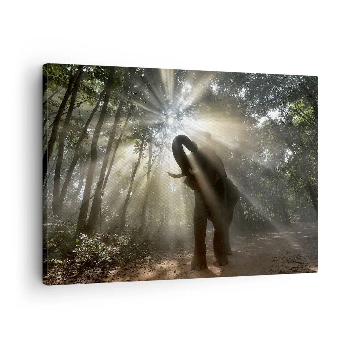 Obraz na plátne - Slon v lese obklopený lúčmi svetla v rannej hmle - 70x50cm - Pod šťastnou hviezdou - Moderná nástenná dekorácia do obývacej izby a spálne ARTTOR