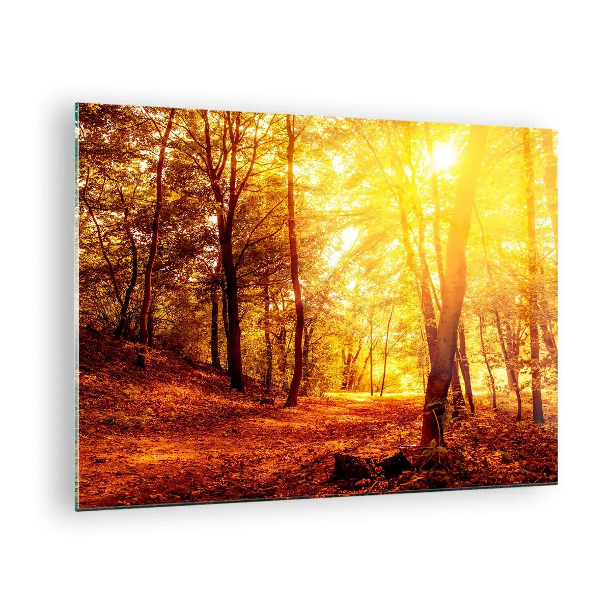 Obraz na skle - Jesenný les osvetlený teplou žiarou slnka - 70x50cm - K zlatej čistinke - Moderná nástenná dekorácia do obývacej izby a spálne ARTTOR