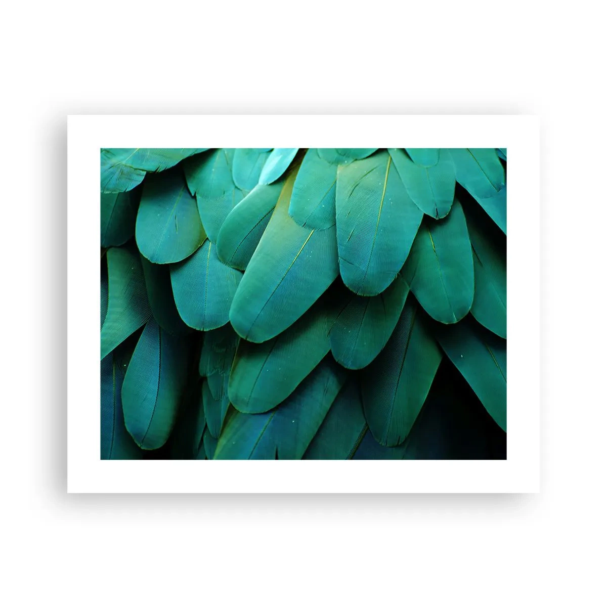 Plagát - Presnosť papagájovej povahy - 50x40 cm