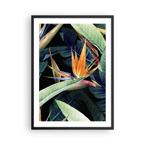 Plagát v čiernom ráme - Exotický kvet strelitzie na tmavom pozadí - 50x70cm - Plamenné kvety trópov - Moderná nástenná dekorácia do obývacej izby a spálne ARTTOR