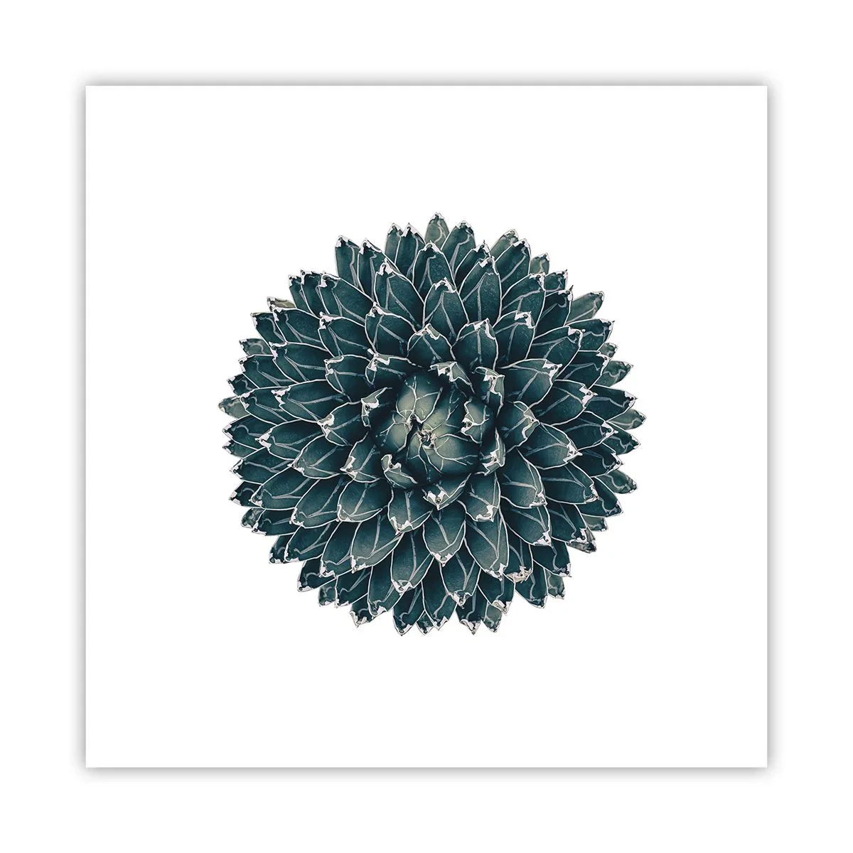 Plagát - Hviezda púšte - 30x30 cm