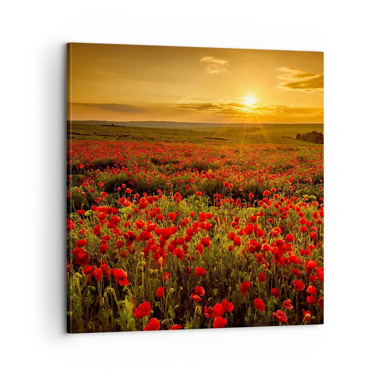 Obraz na plátne - Medzi vlnami šumiacich lúk, medzi záplavou kvetov - 60x60 cm