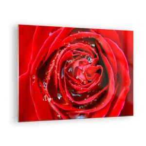 Obraz na skle - Detailný záber na červenú ružu s kvapkami rosy - 70x50cm - V kvapkách rosy - Moderná nástenná dekorácia do obývacej izby a spálne ARTTOR