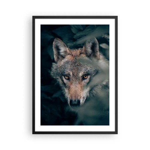 Plagát v čiernom ráme - Portrét vlka v tajomnom lesnom prostredí - 50x70cm - Predátor - Moderná nástenná dekorácia do obývacej izby a spálne ARTTOR