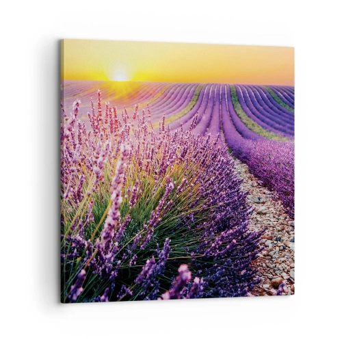 Obraz na plátne - Voňavý lán - 60x60 cm