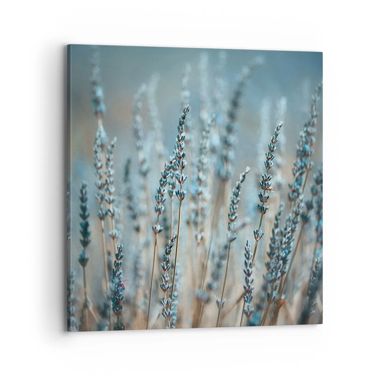 Obraz na plátne - Voňavý lán - 70x70 cm