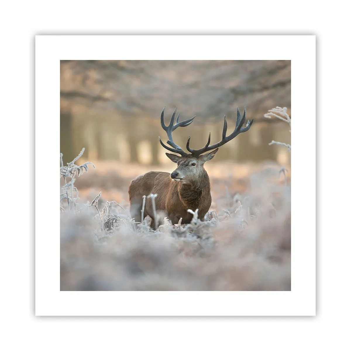 Plagát - Svieže ráno - 40x40 cm