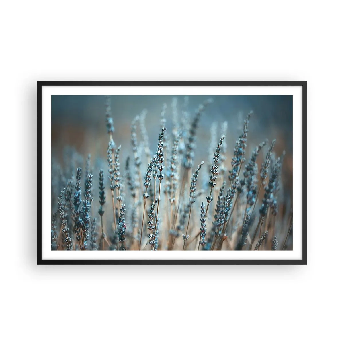 Plagát v čiernom ráme - Voňavý lán - 91x61 cm