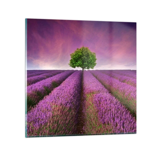 Obraz na skle - Na levanduľových poliach - 30x30 cm