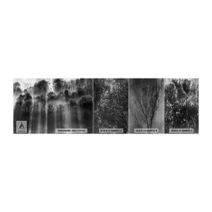 Vzorka fototapety Premium Sand - V lúčoch svetla - Krajina, les, Čierna a biela - 100x30 cm