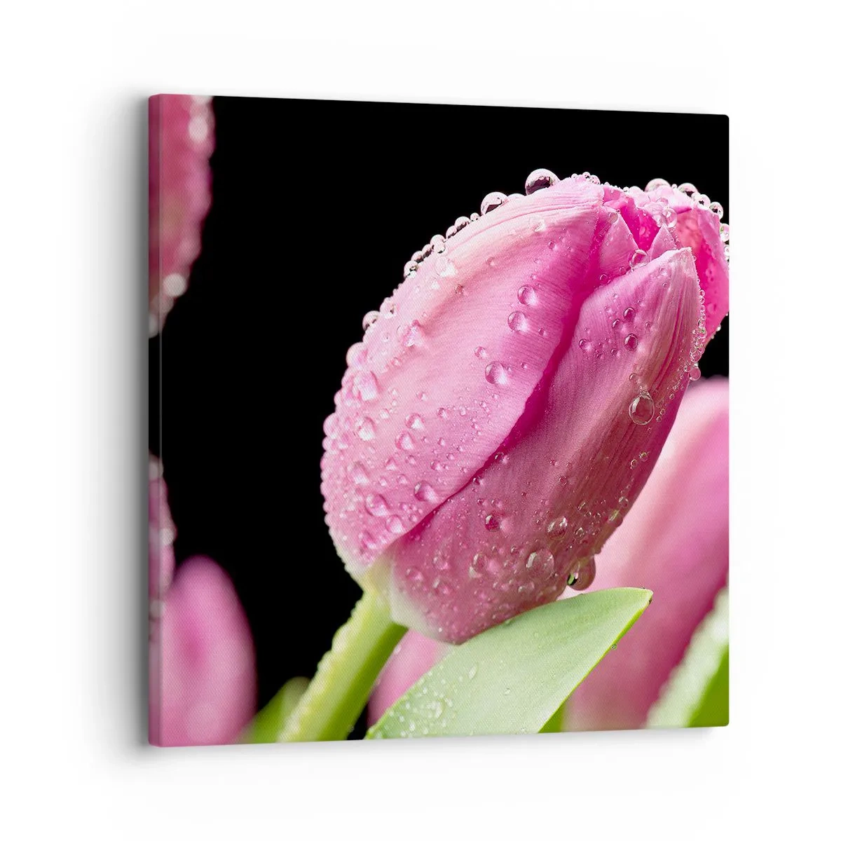 Obraz na plátne - Ľaliový sen v rose - 30x30 cm