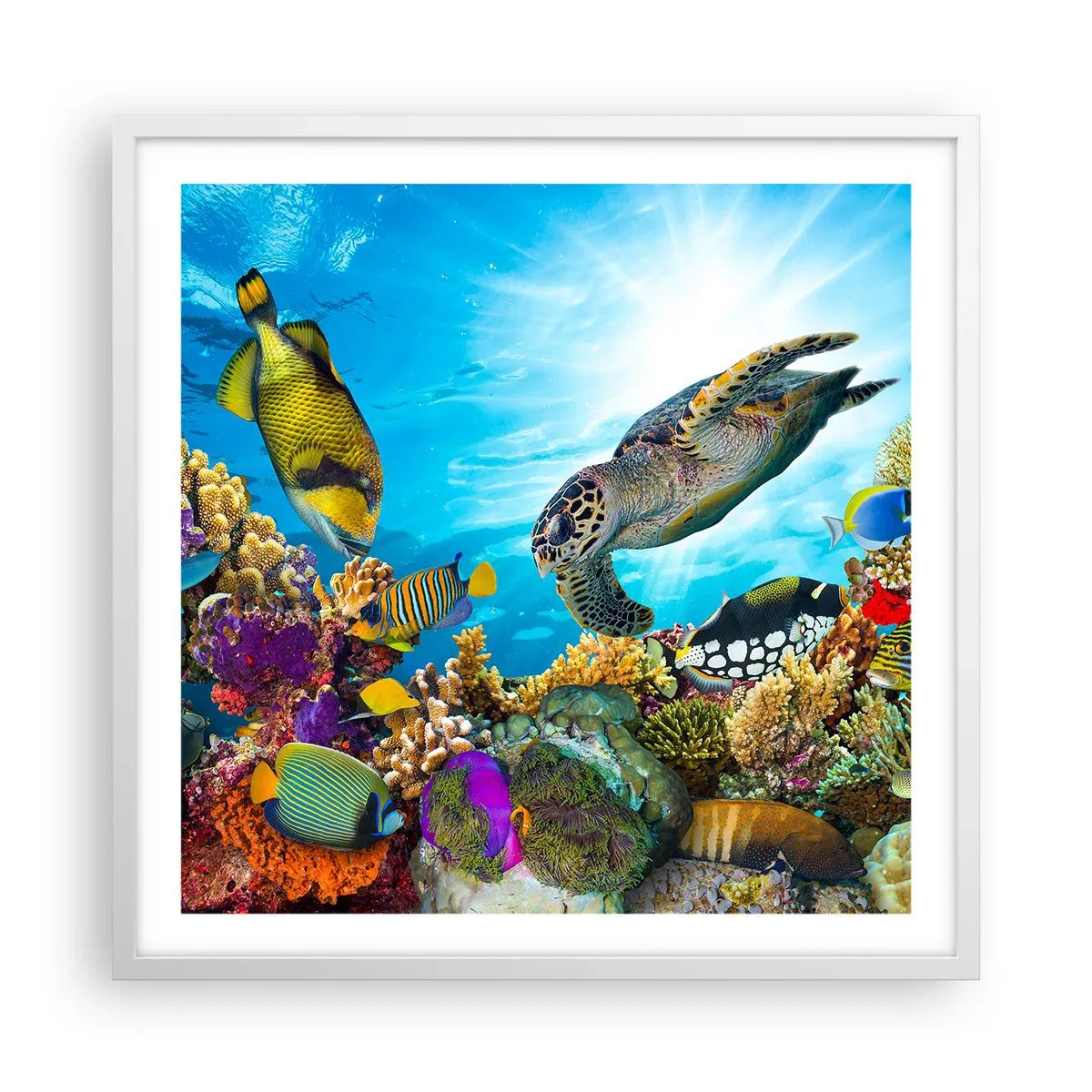 Plagát v bielom ráme - Koralová promenáda - 60x60 cm