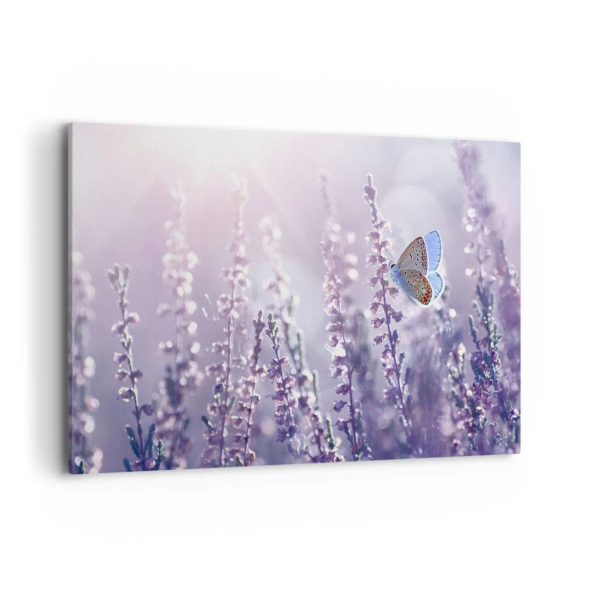 Obraz na plátne - Bozk motýľa - 100x70 cm