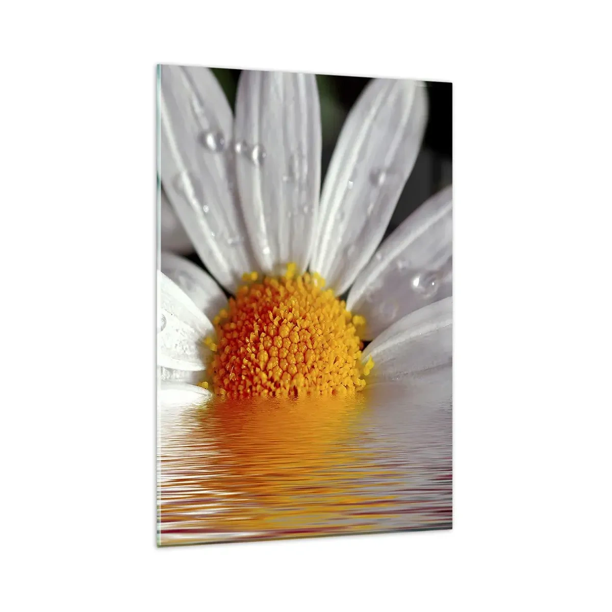 Obraz na skle - Vychádzajúce slnko sedmokrásky - 80x120 cm