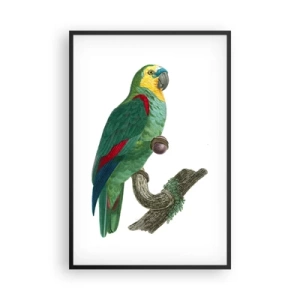 Plagát v čiernom ráme - Portrét papagája - 61x91 cm