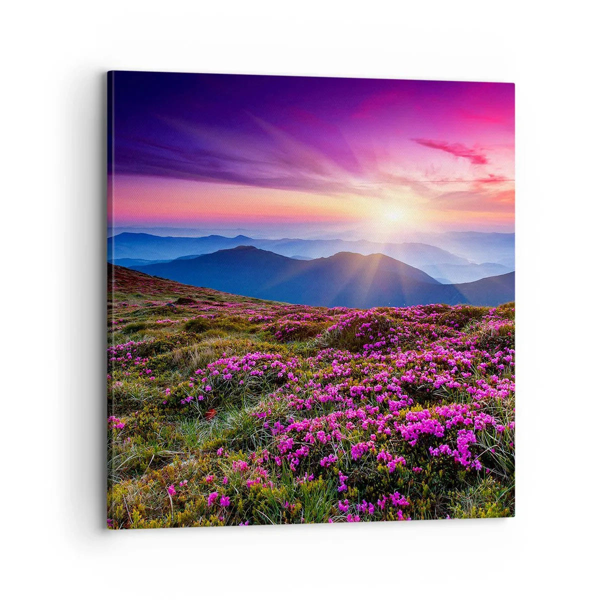 Obraz na plátne - Zavoňali svieže púčiky byliniek z obilných polí - 70x70 cm