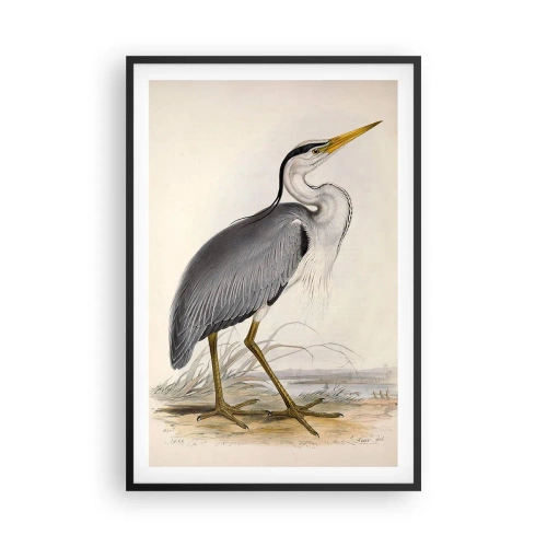 Plagát v čiernom ráme - Pôvab volavky - 61x91 cm