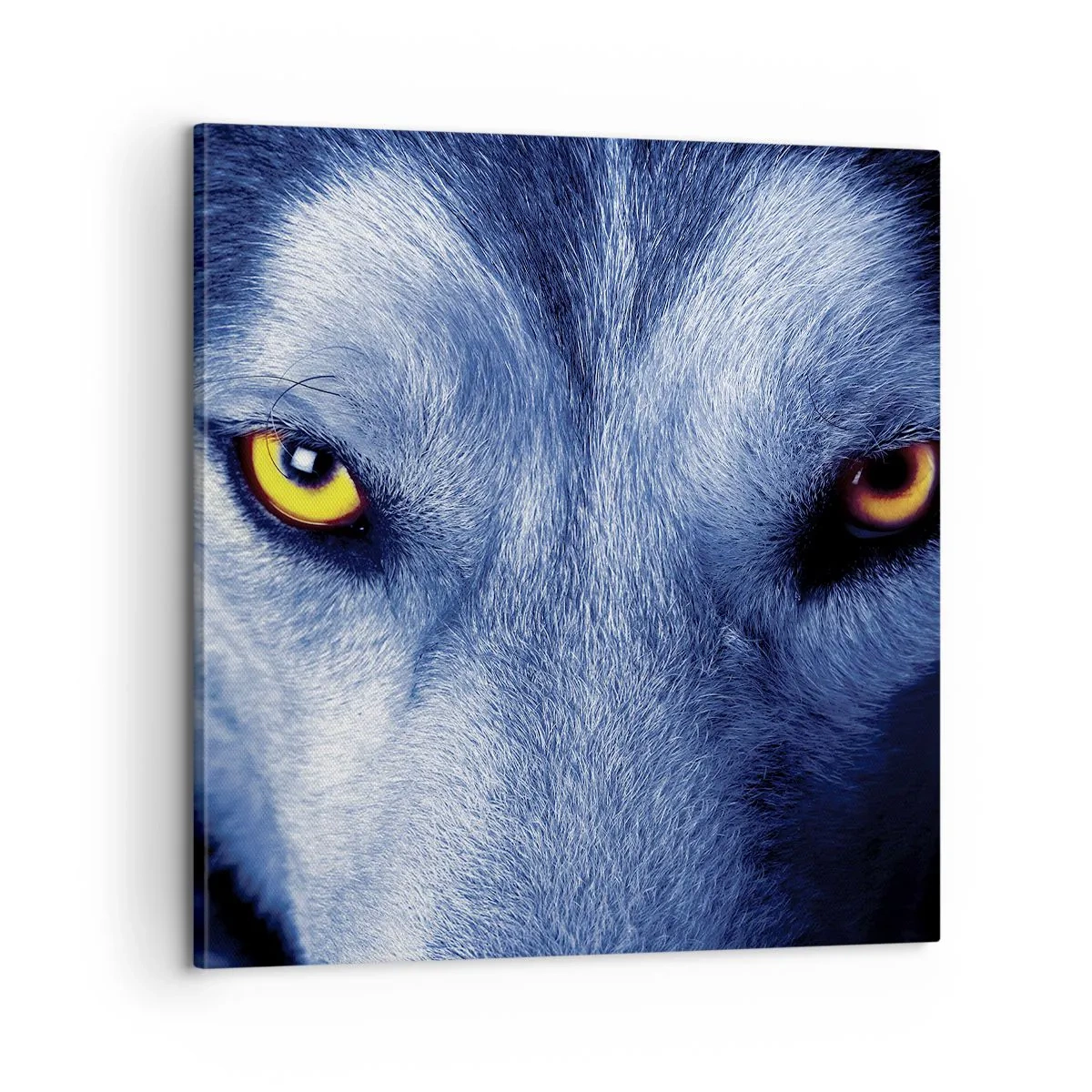 Obraz na plátne - Fascinujúci pohľad - 60x60 cm