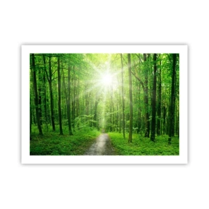 Plagát - Zelená katedrála - 70x50 cm