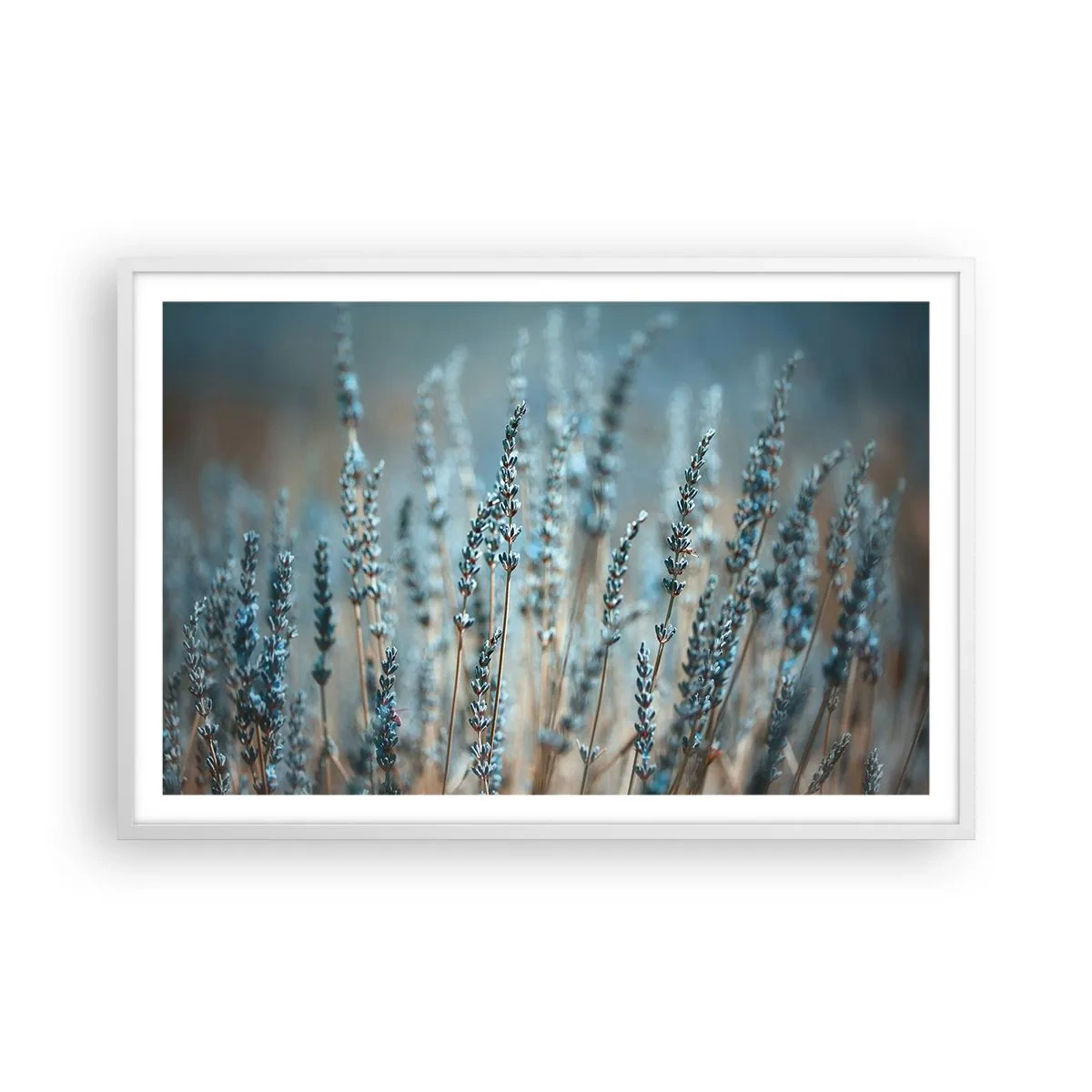 Plagát v bielom ráme - Voňavý lán - 91x61 cm