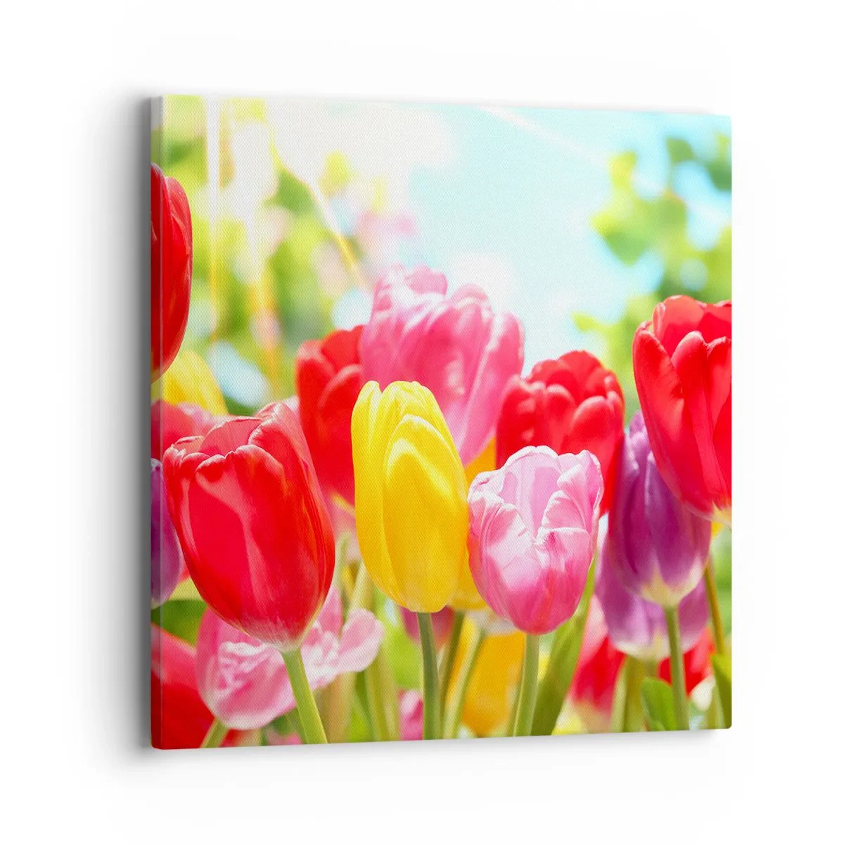 Obraz na plátne - To sme my, farby mája! - 40x40 cm