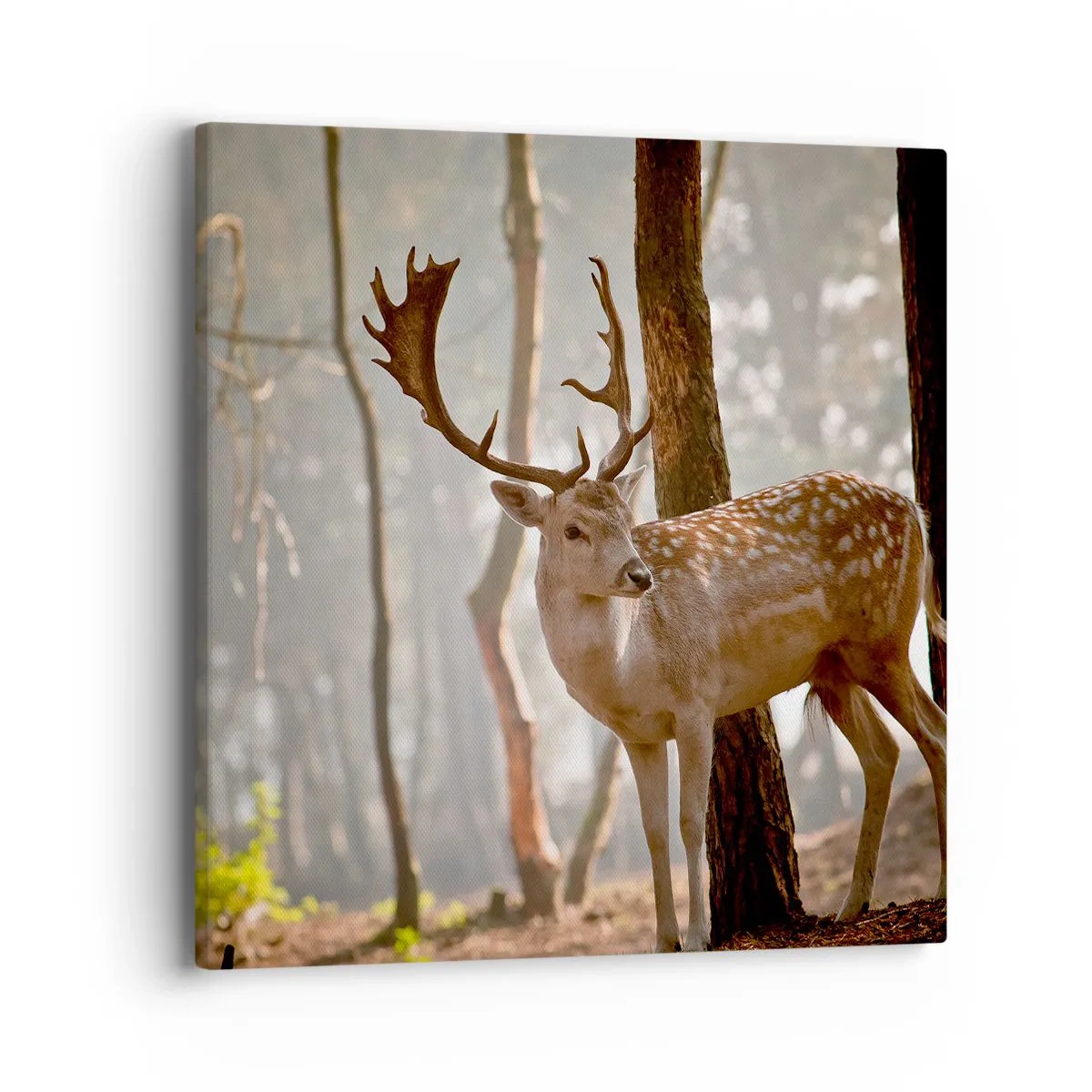 Obraz na plátne - Svetlo mladosti - 40x40 cm