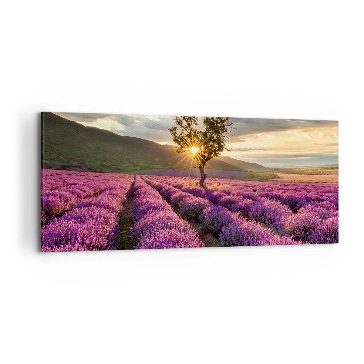 Obraz na plátne - Aróma vo fialovej - 100x40 cm