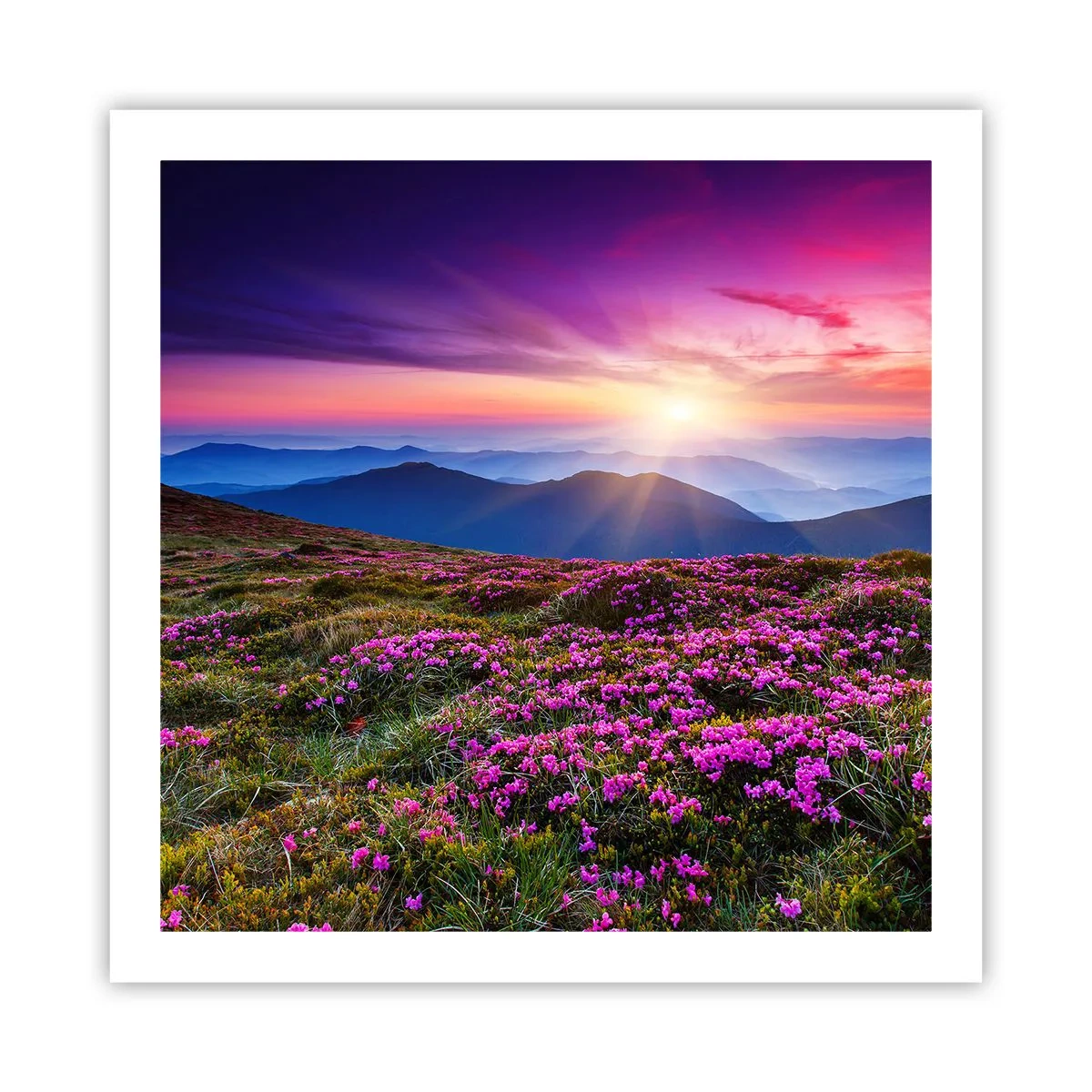 Plagát - Zavoňali svieže púčiky byliniek z obilných polí - 60x60 cm