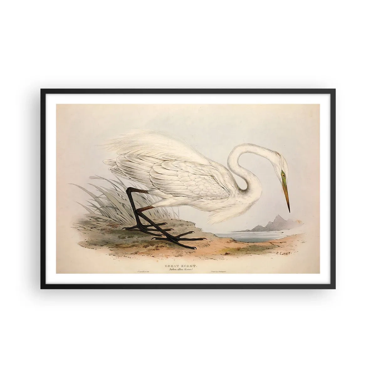 Plagát v čiernom ráme - Pani rákosín - 91x61 cm