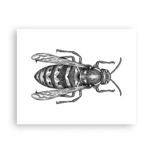 Plagát - Z hmyzej planéty - 50x40 cm