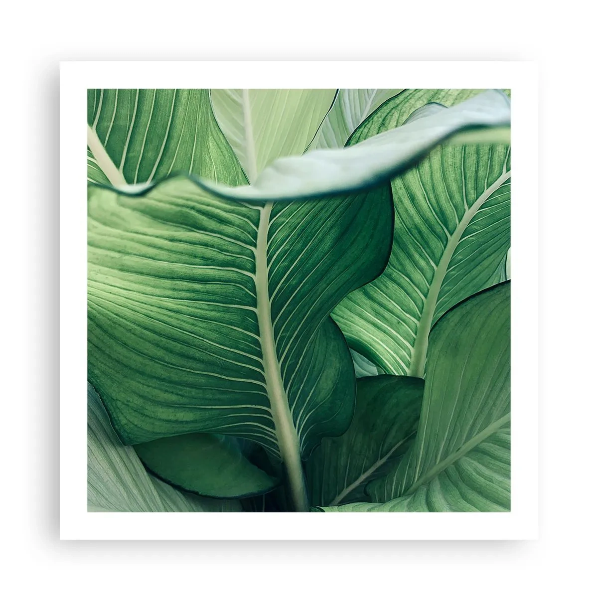 Plagát - Intenzívne zelený život - 60x60 cm