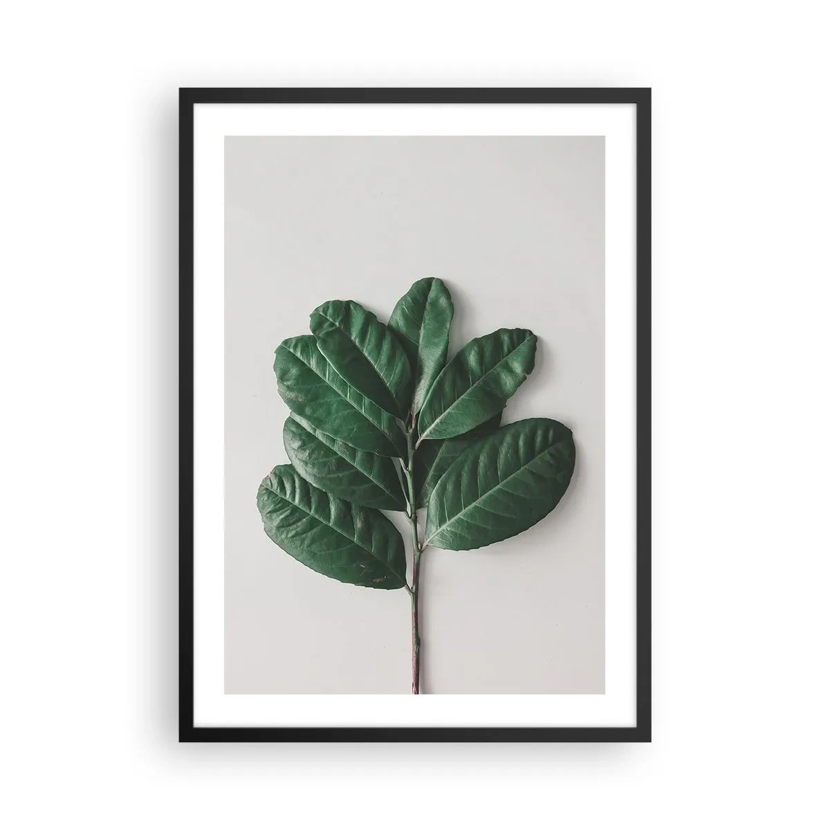 Plagát v čiernom ráme - Konár s tmavozelenými listami na svetlom pozadí - 50x70cm - Kresba samotnej prírody - Moderná nástenná dekorácia do obývacej izby a spálne ARTTOR