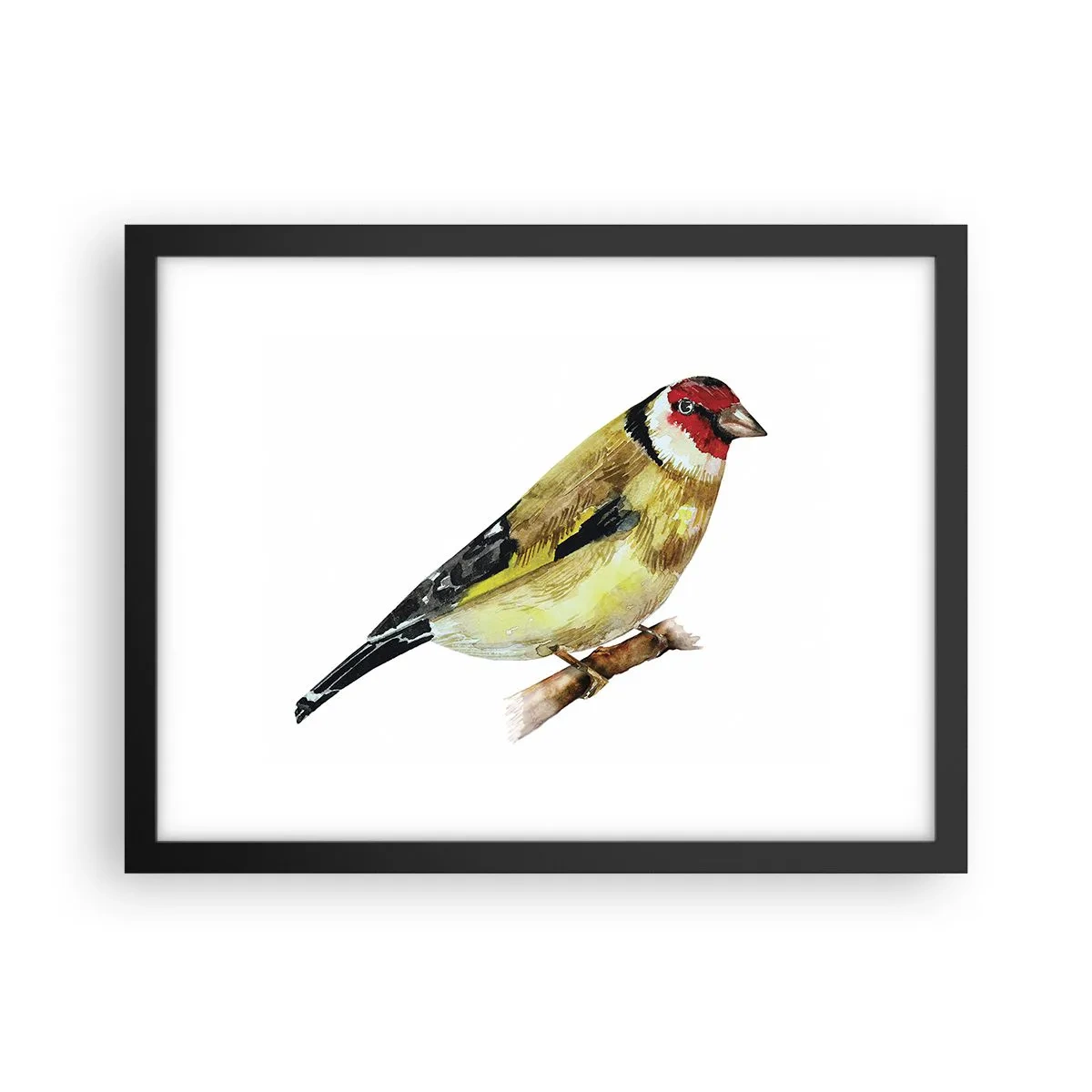 Plagát v čiernom ráme - Vtáčí portrét - 40x30 cm