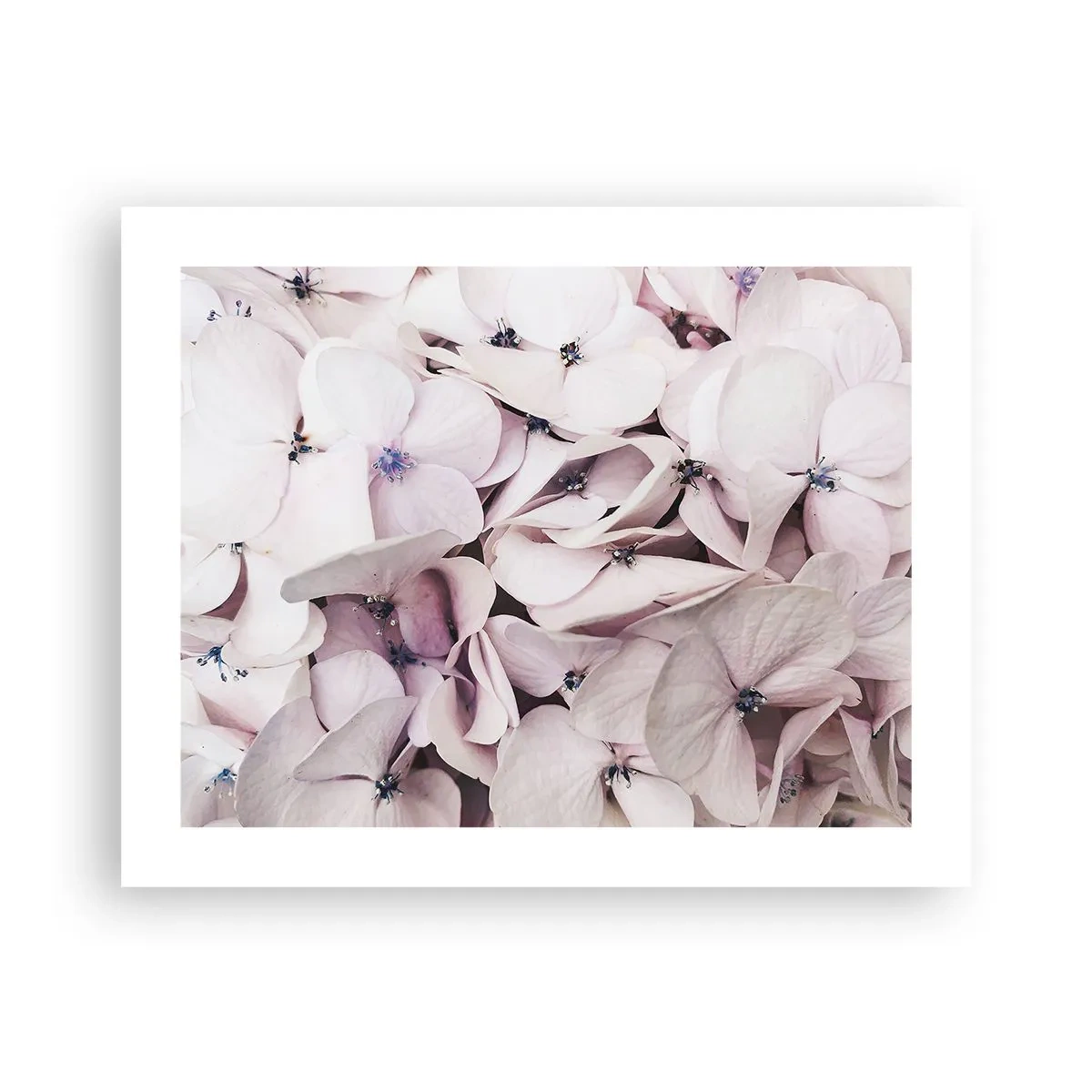 Plagát - V záplave kvetov - 50x40 cm