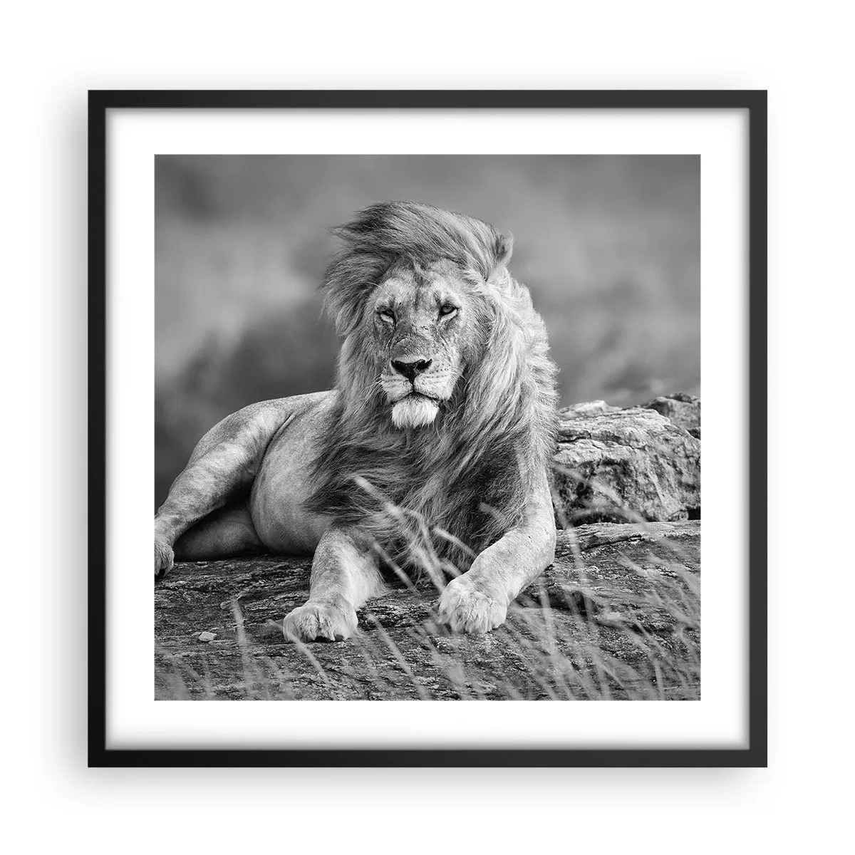 Plagát v čiernom ráme - Kráľovská siesta - 50x50 cm