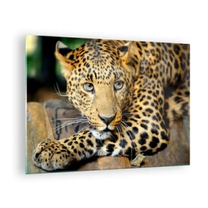 Obraz na skle - Leopard odpočíva na drevenom povrchu - 70x50cm - Neboj sa, prístup - Moderná nástenná dekorácia do obývacej izby a spálne ARTTOR