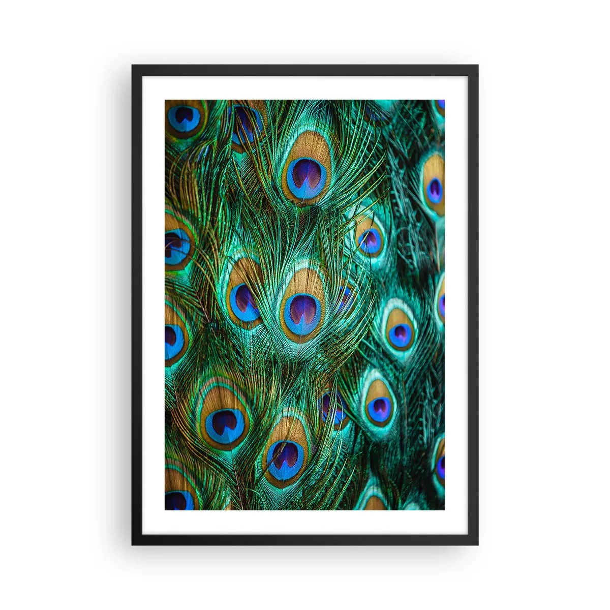 Plagát v čiernom ráme - Pávie perie v intenzívnych farbách - 50x70cm - Páví pohľad - Moderná nástenná dekorácia do obývacej izby a spálne ARTTOR