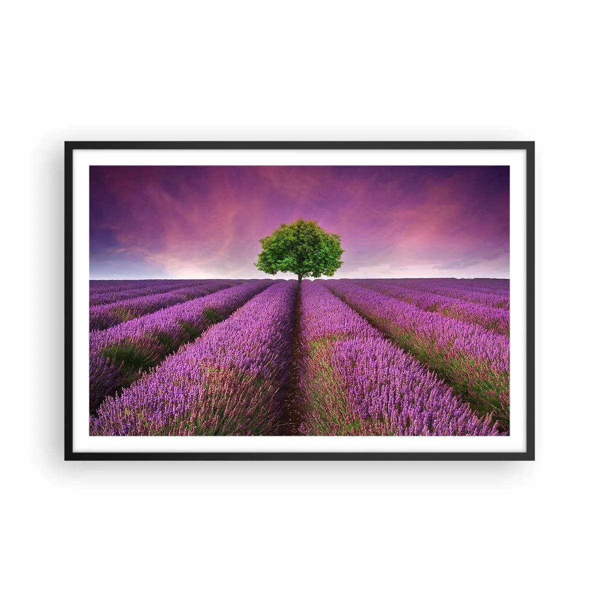 Plagát v čiernom ráme - Na levanduľových poliach - 91x61 cm