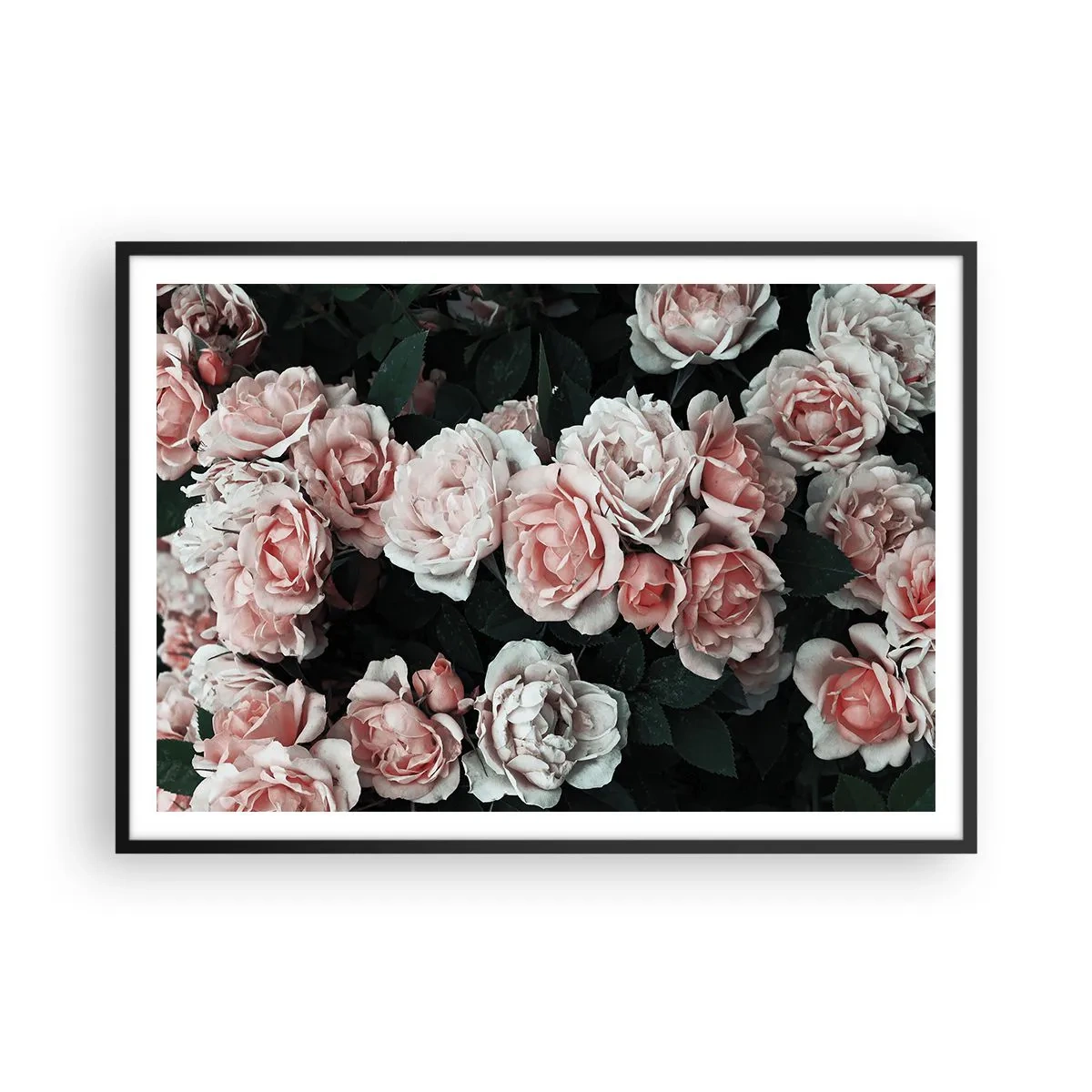 Plagát v čiernom ráme - Ružový ansámbl - 100x70 cm