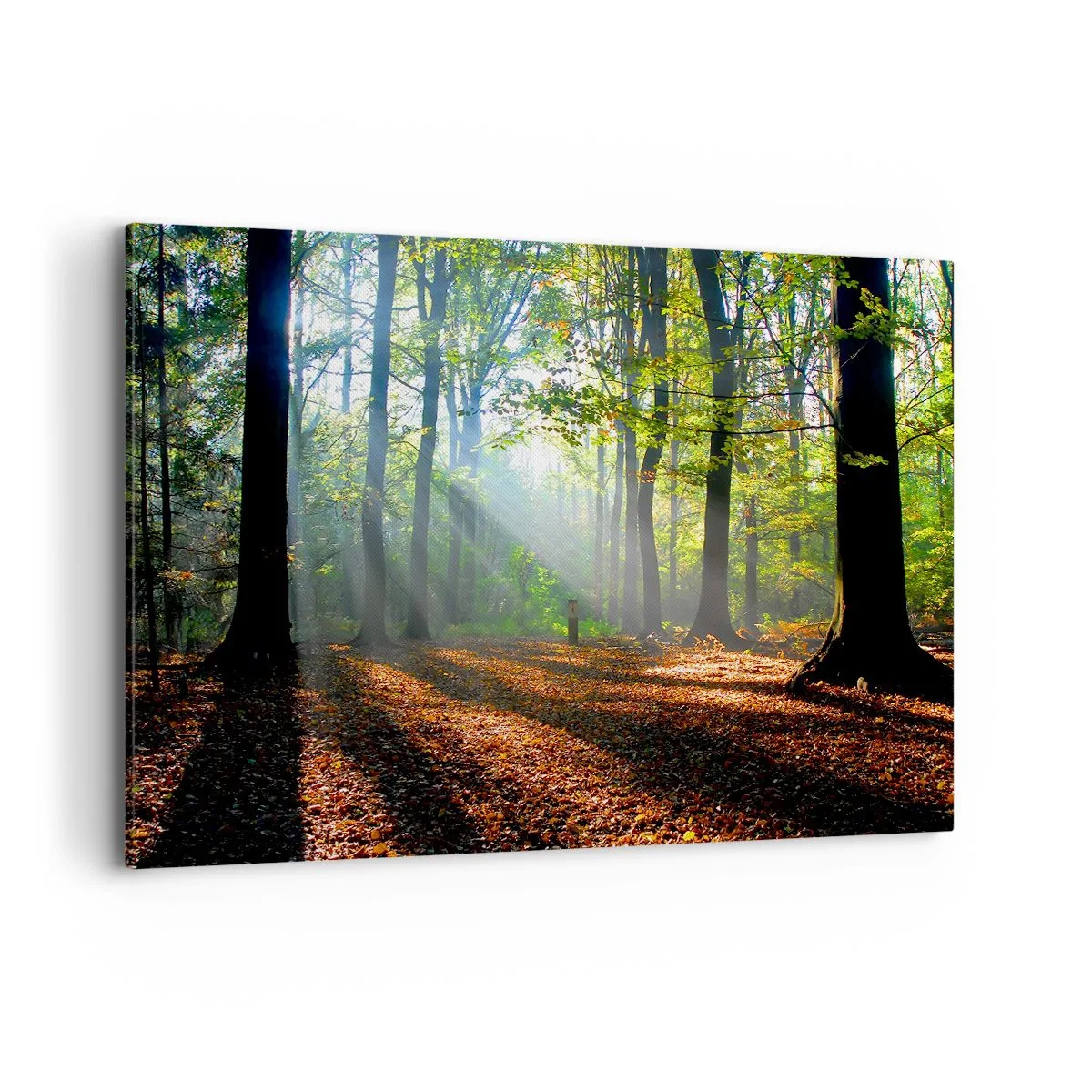 Obraz na plátne - Svetlá a tiene - 120x80 cm