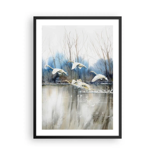 Plagát v čiernom ráme - Kŕdeľ labutí plávajúcich nad vodou v maliarskom štýle - 50x70cm - Ako v poviedke o divokých labutiach - Moderná nástenná dekorácia do obývacej izby a spálne ARTTOR