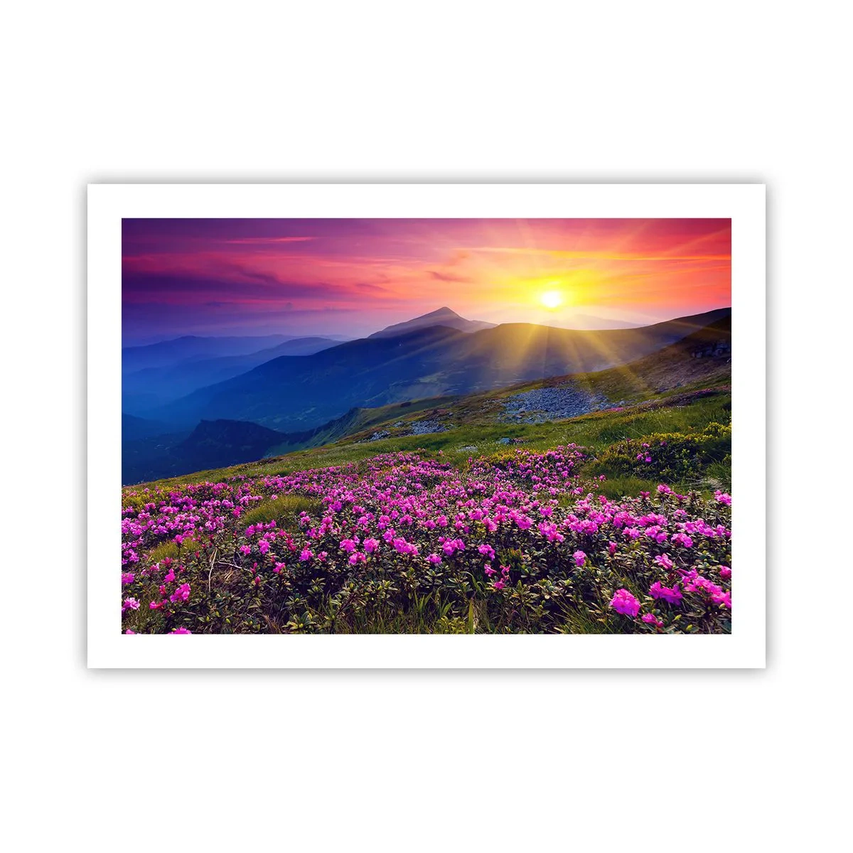 Plagát - …A okolo vonia kosodrevina a voňajú byliny - 70x50 cm